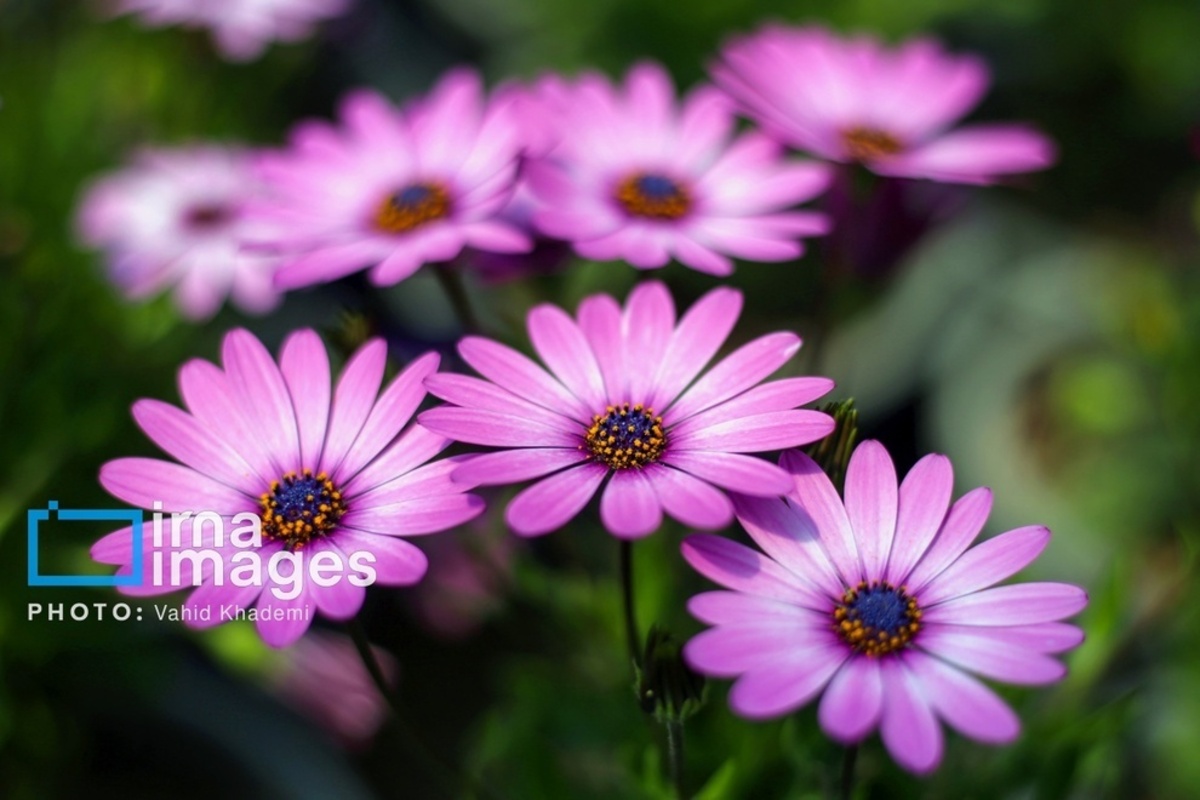 استقبال از بهار 