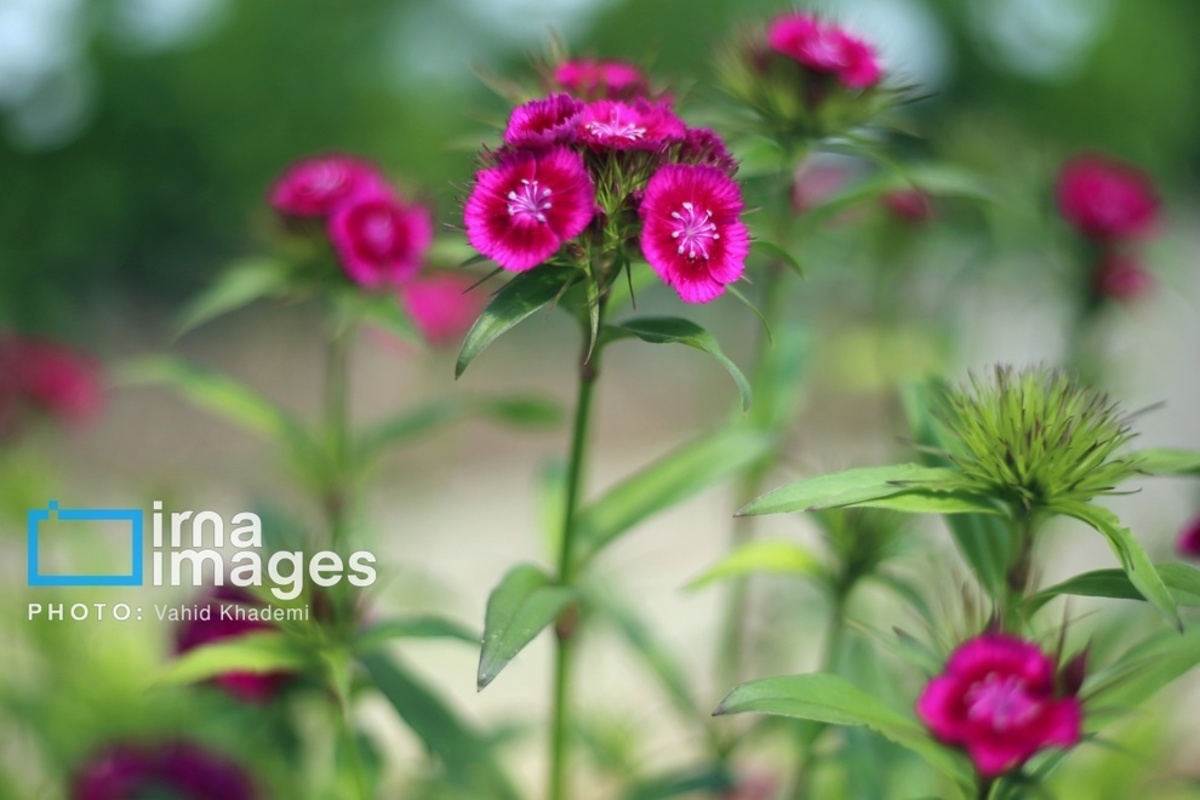 استقبال از بهار 