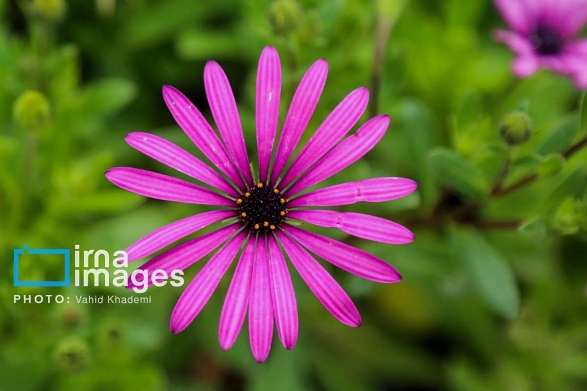 استقبال از بهار 