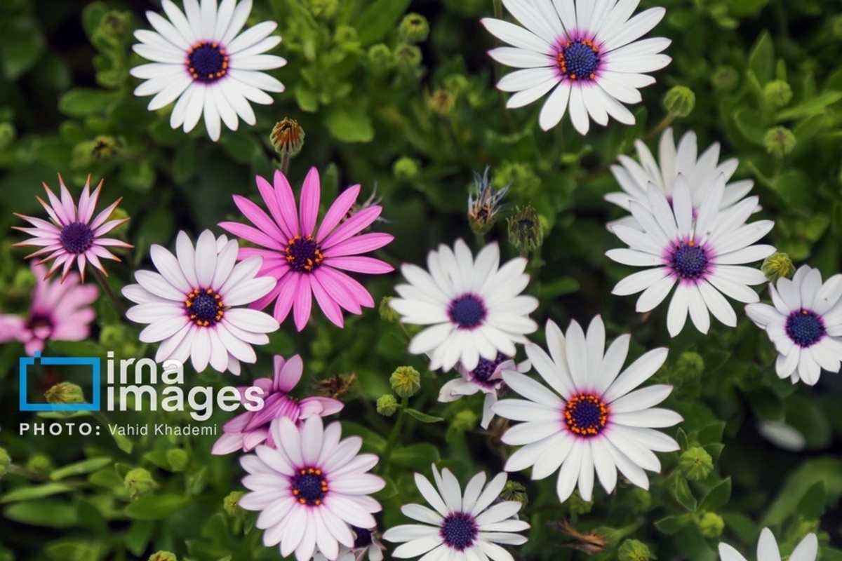 استقبال از بهار 