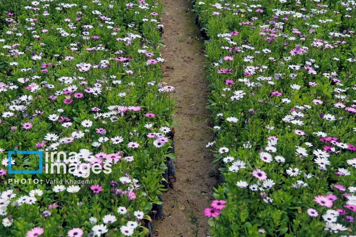 استقبال از بهار 