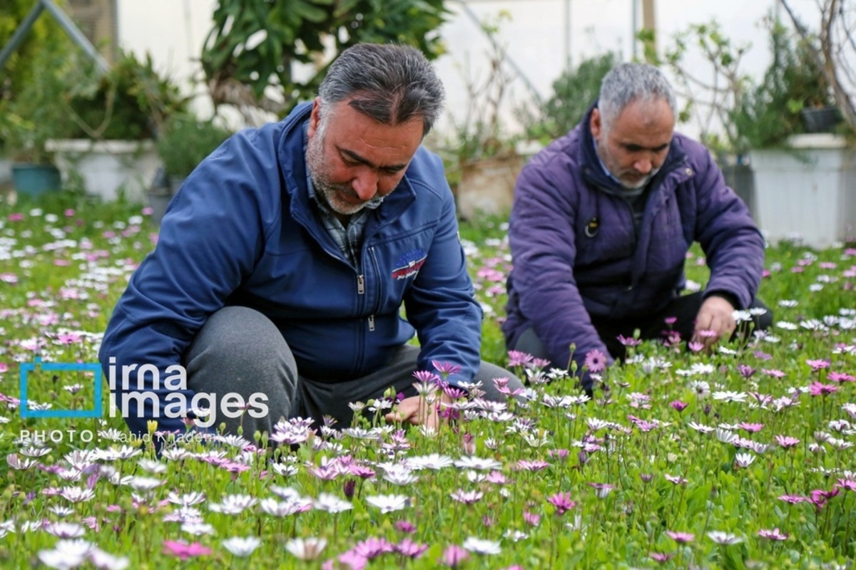 استقبال از بهار 