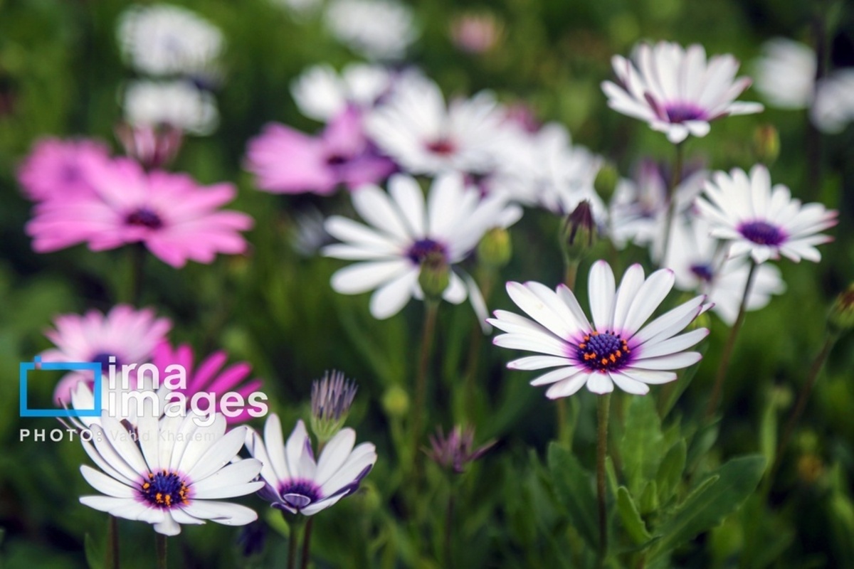 استقبال از بهار 