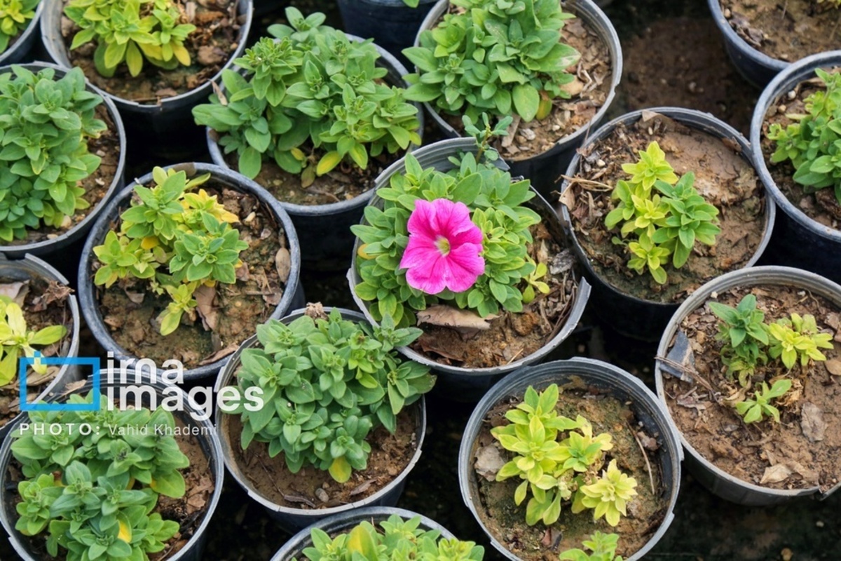 استقبال از بهار 