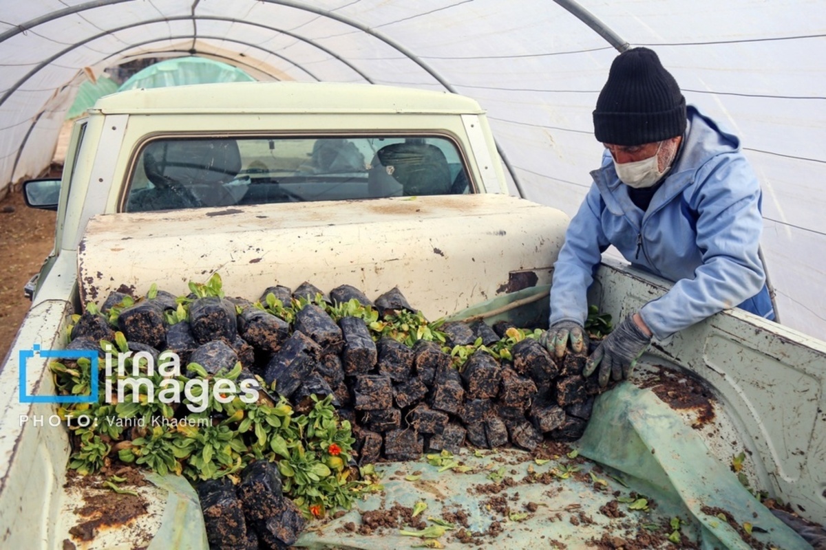 استقبال از بهار 