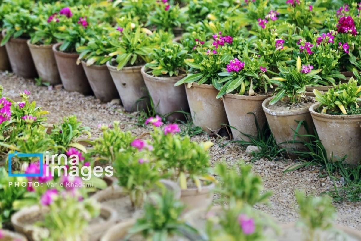 استقبال از بهار 