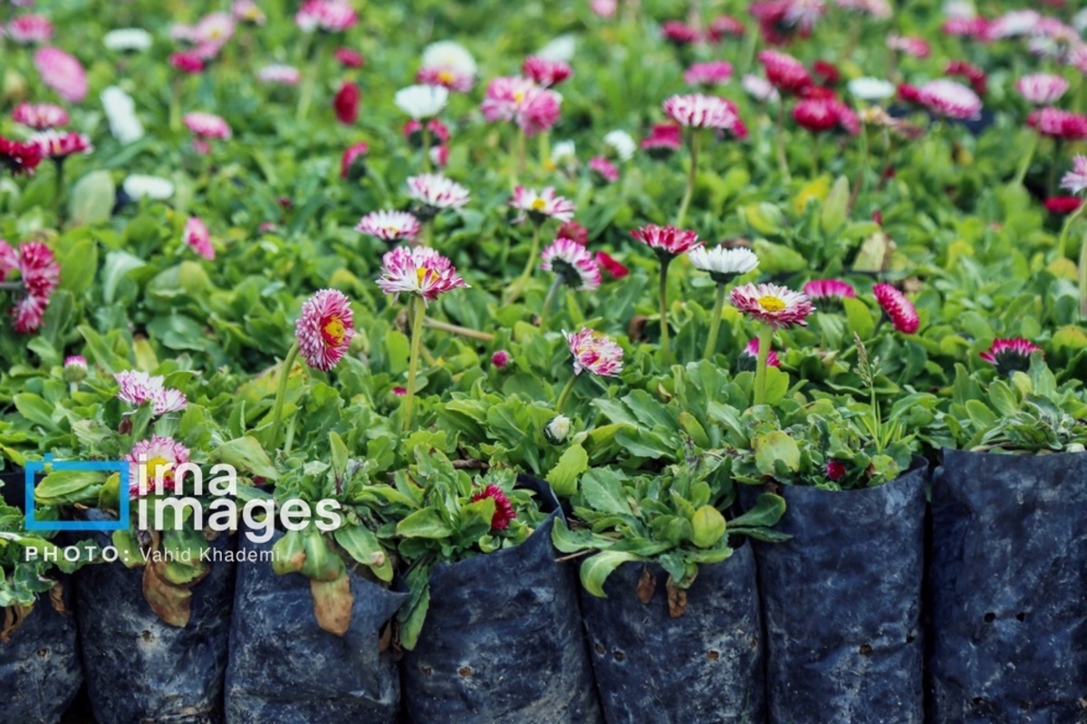 استقبال از بهار 