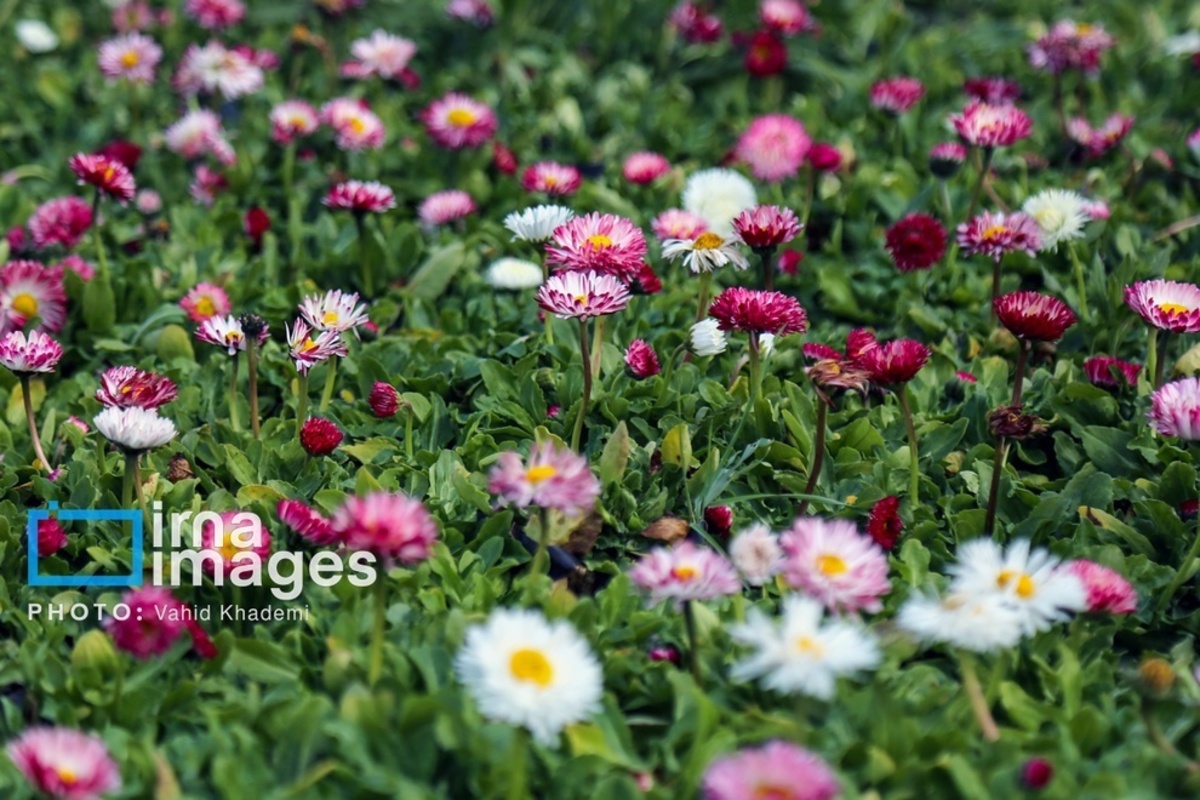 استقبال از بهار 