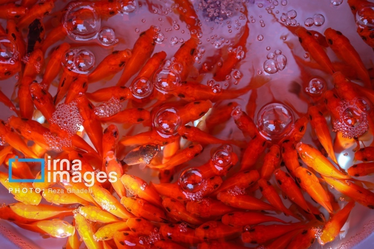 بازار گل و گیاه در شیراز