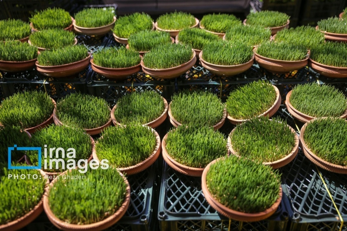 بازار گل و گیاه در شیراز
