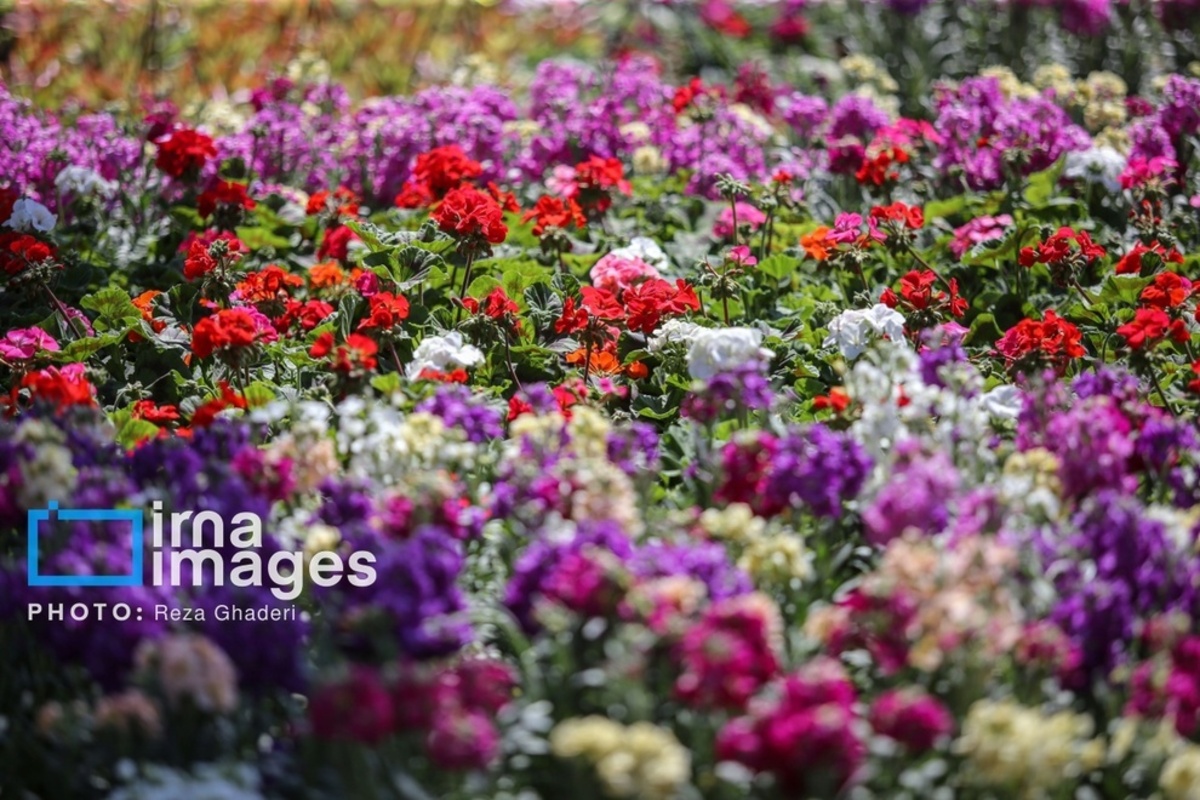 بازار گل و گیاه در شیراز