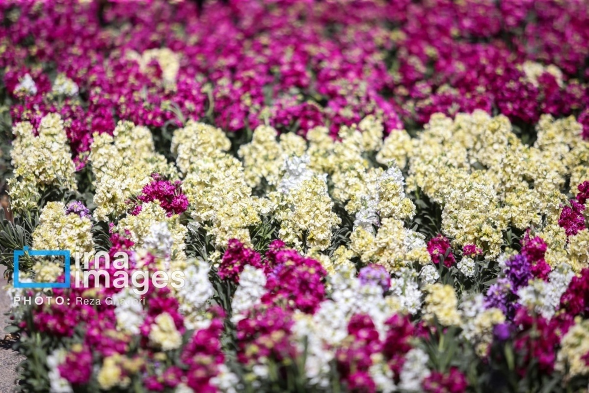 بازار گل و گیاه در شیراز