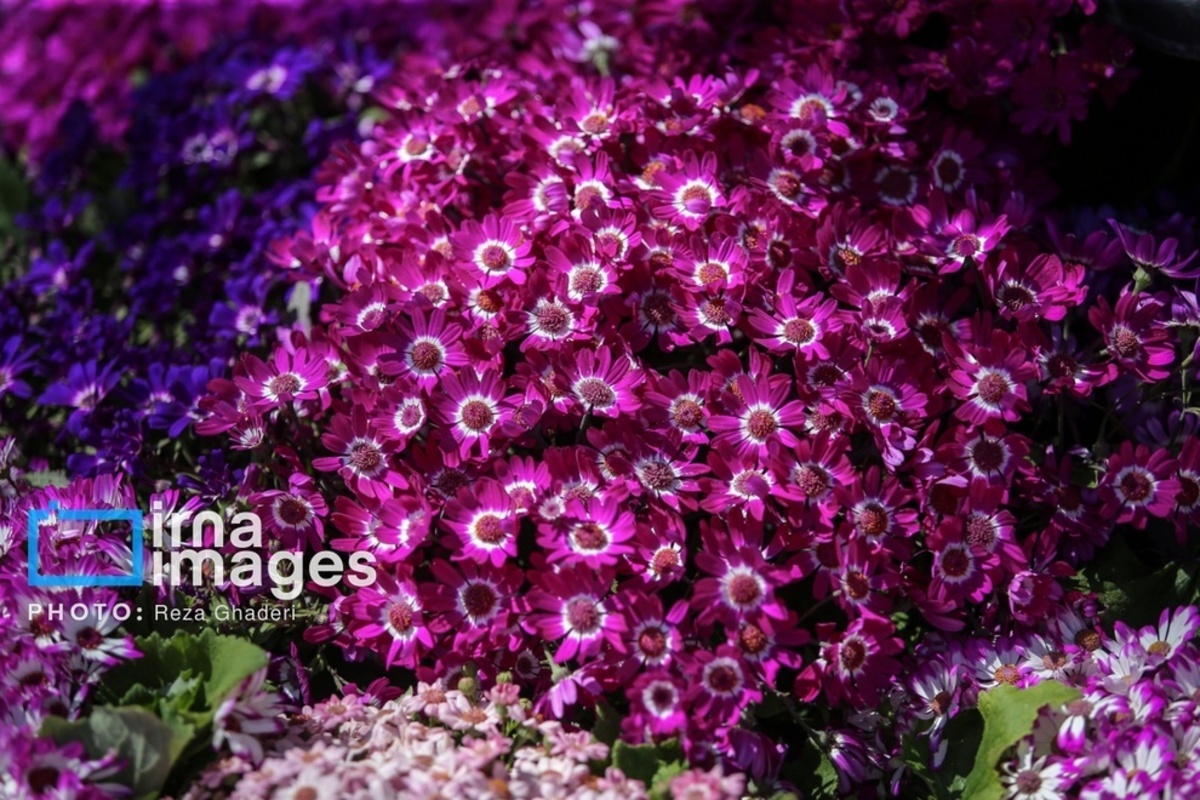 بازار گل و گیاه در شیراز