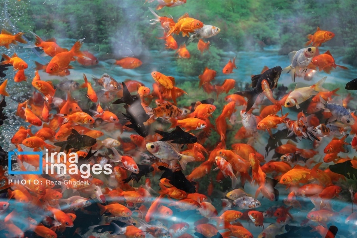 بازار گل و گیاه در شیراز