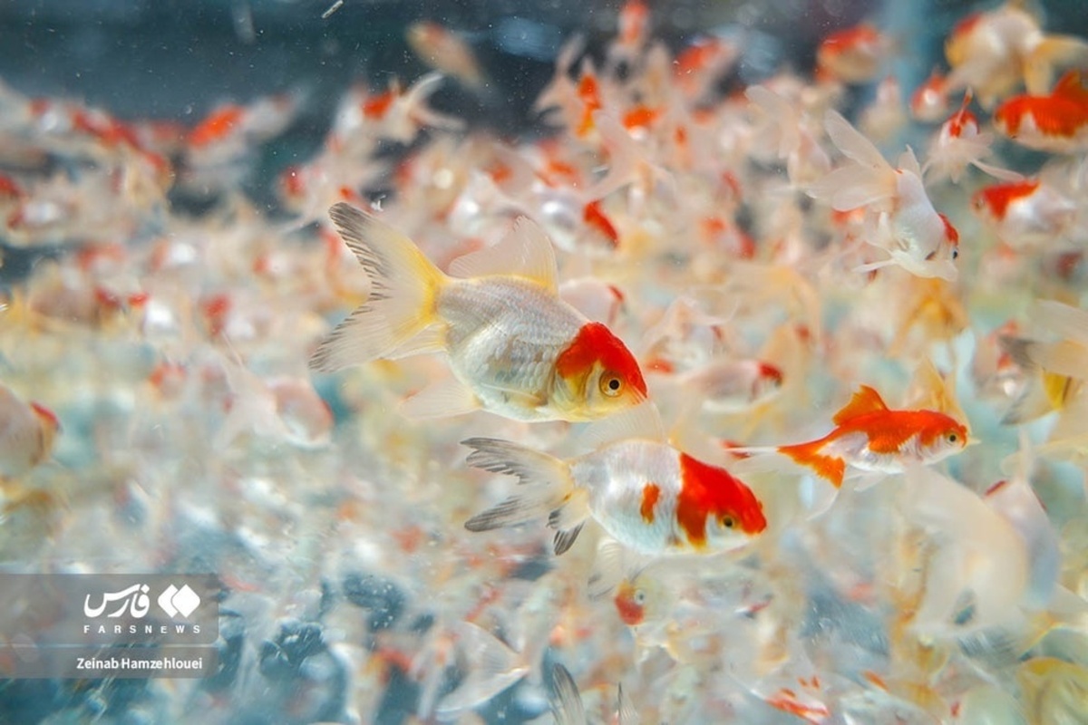  بازار تجریش