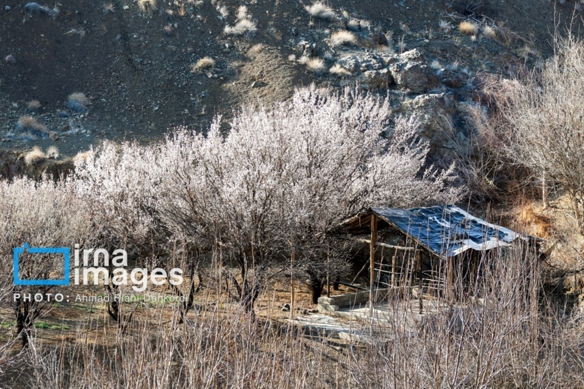شکوفه های بهاری