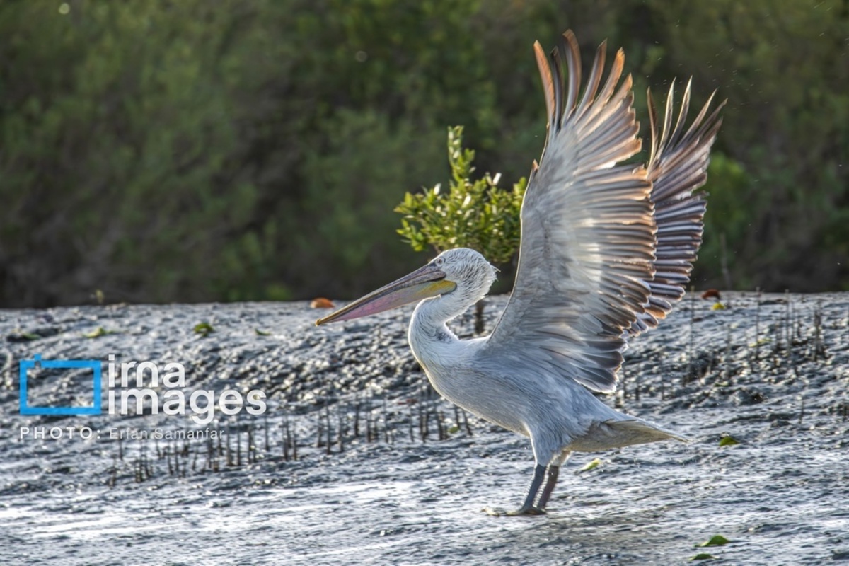 جولان پلیکان