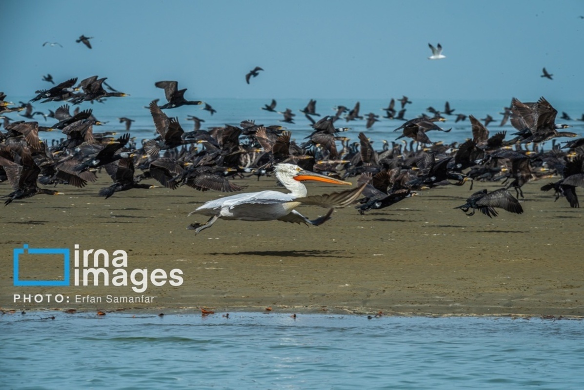 جولان پلیکان