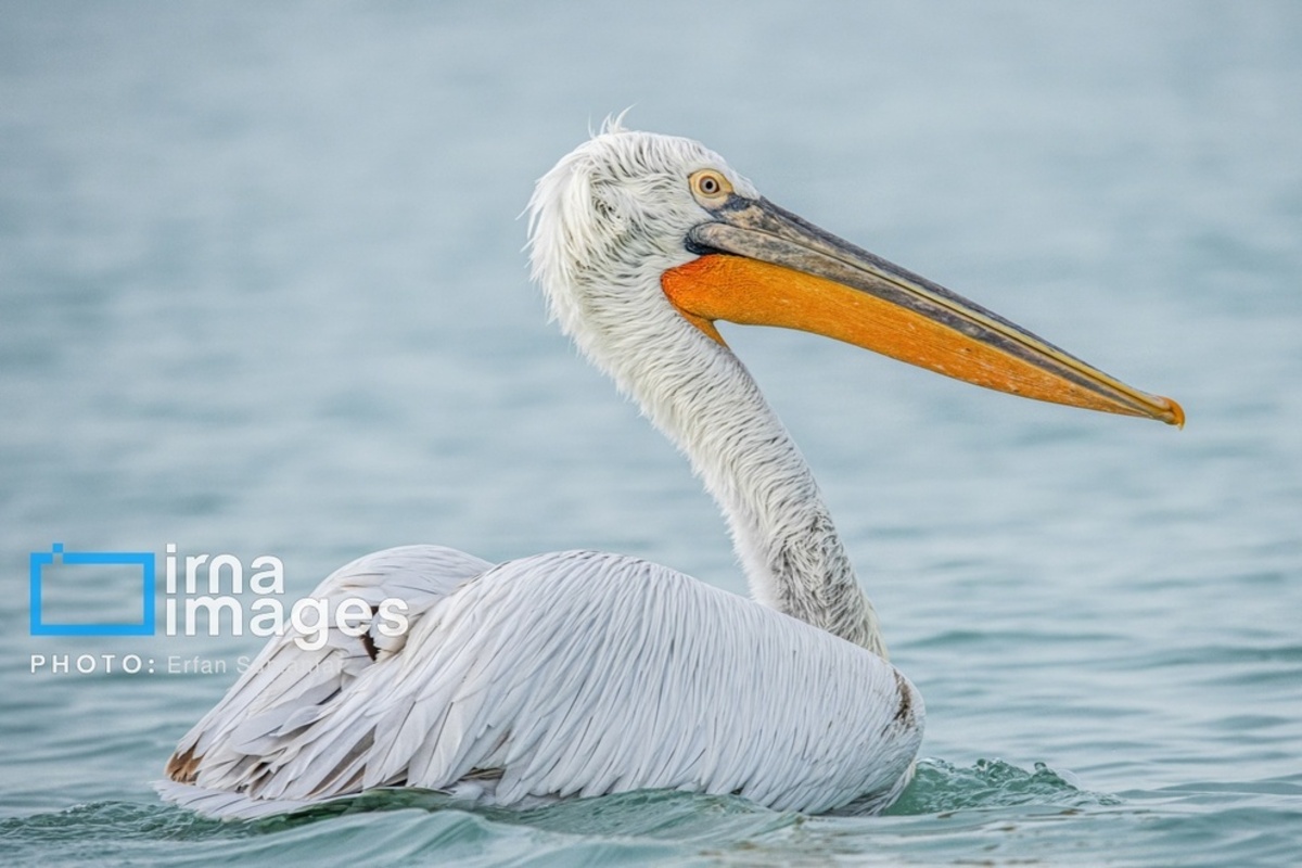 جولان پلیکان