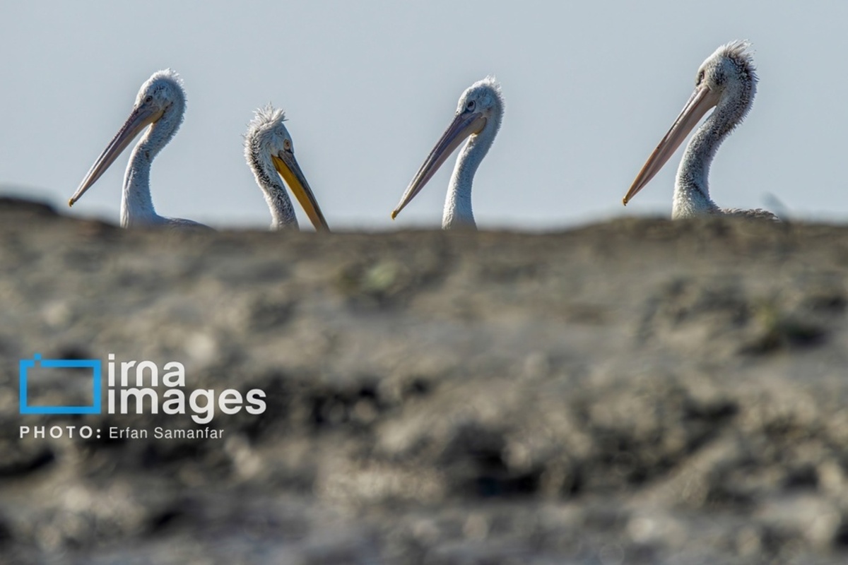 جولان پلیکان