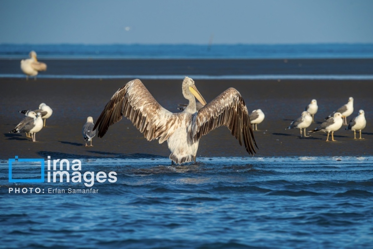 جولان پلیکان