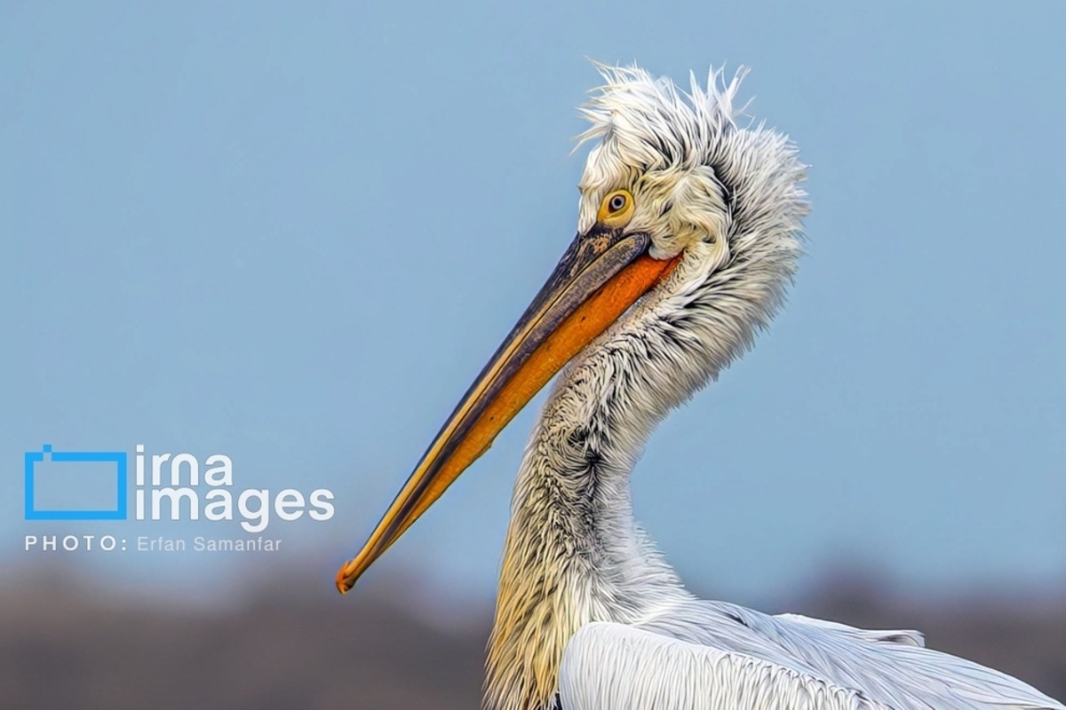 جولان پلیکان