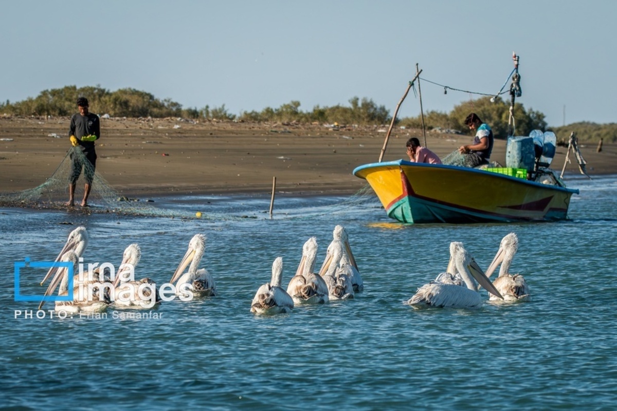 جولان پلیکان