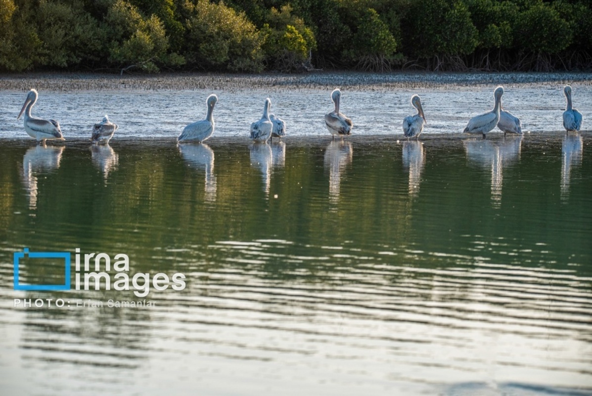 جولان پلیکان