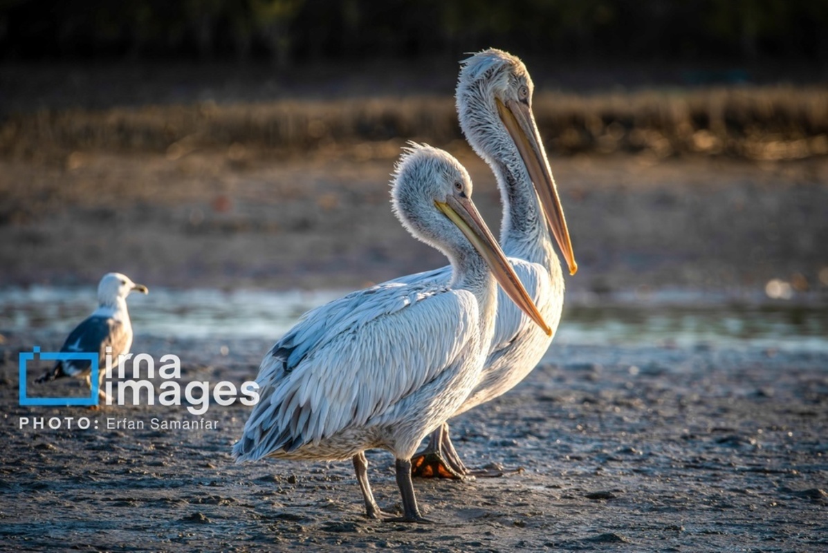 جولان پلیکان