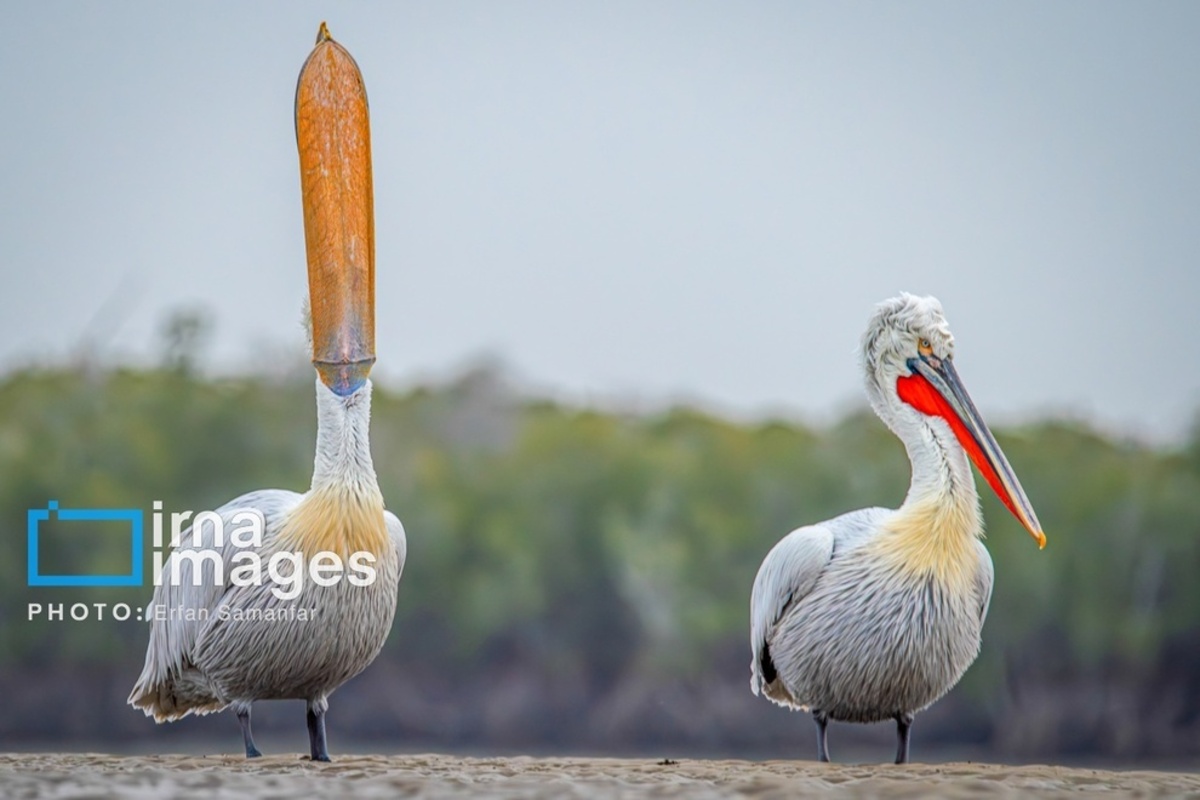 جولان پلیکان