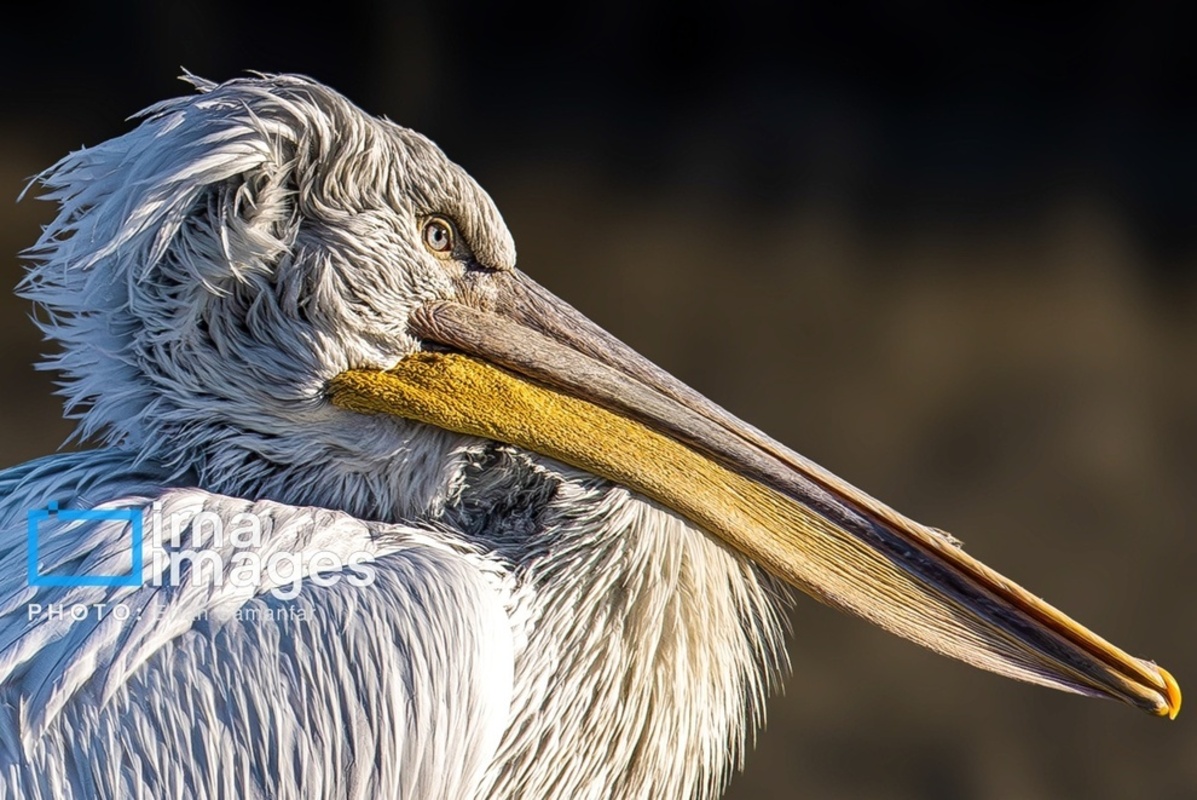 جولان پلیکان