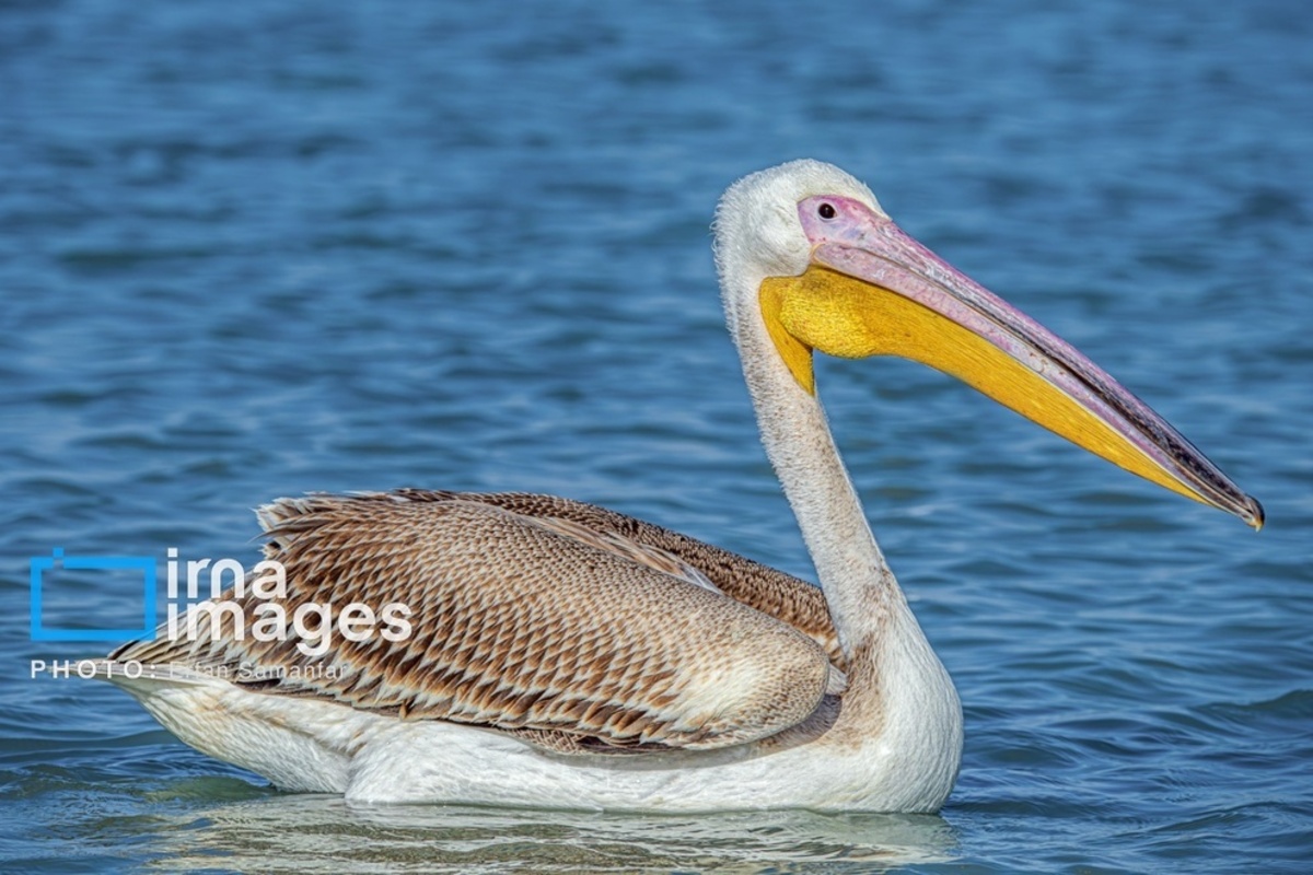 جولان پلیکان