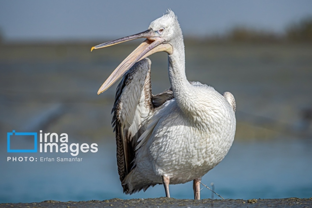 جولان پلیکان