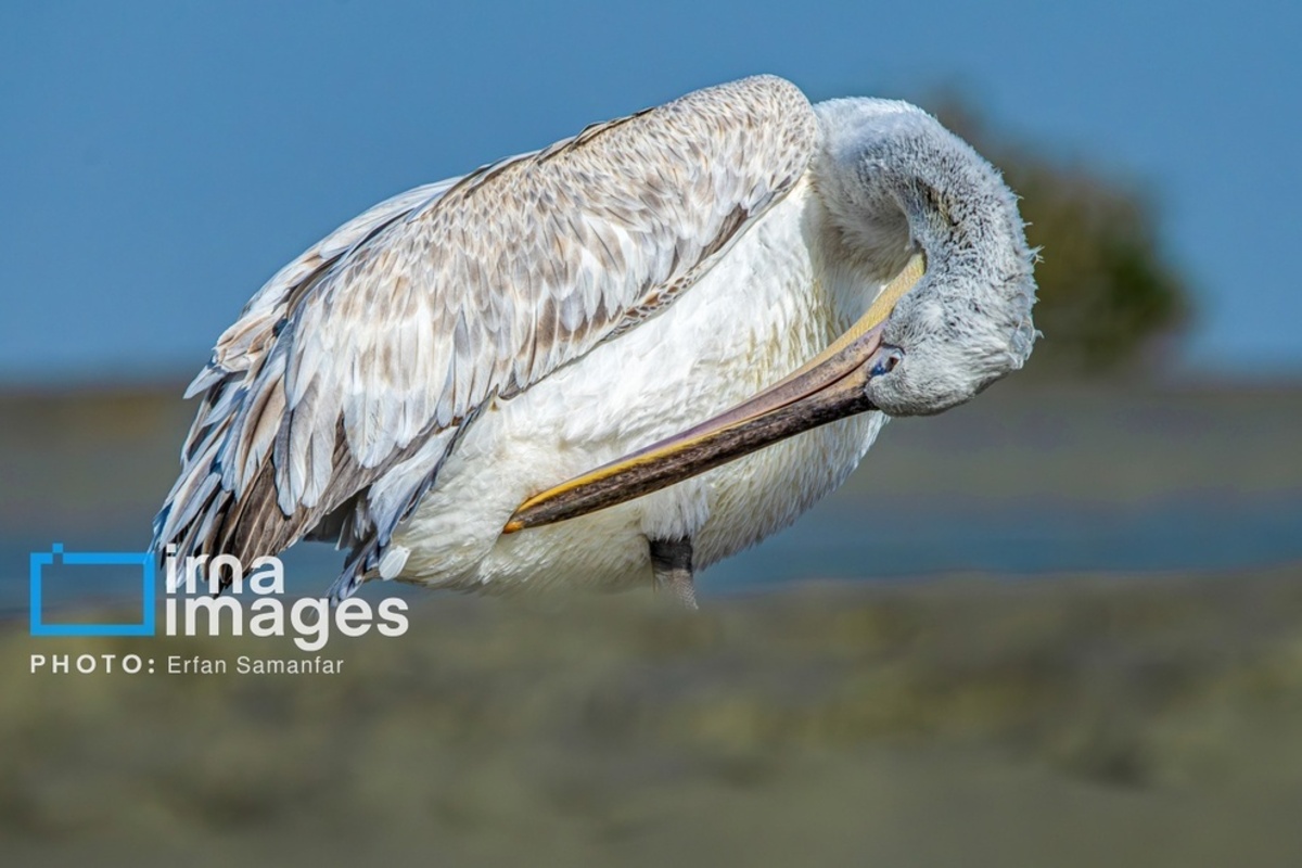 جولان پلیکان