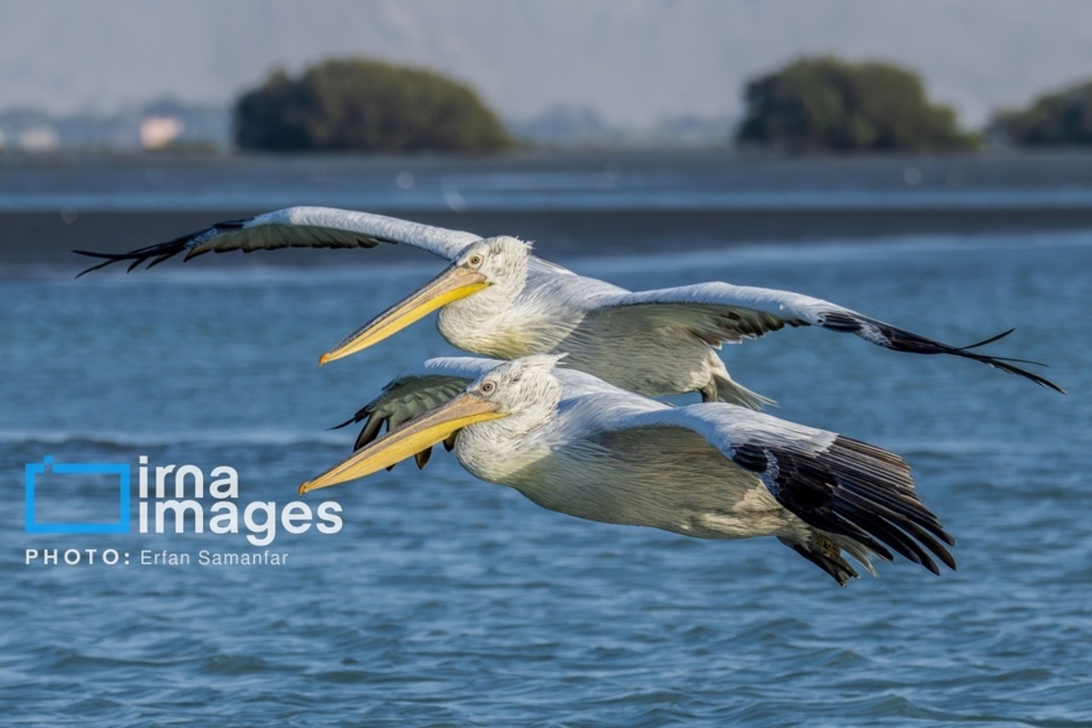 جولان پلیکان