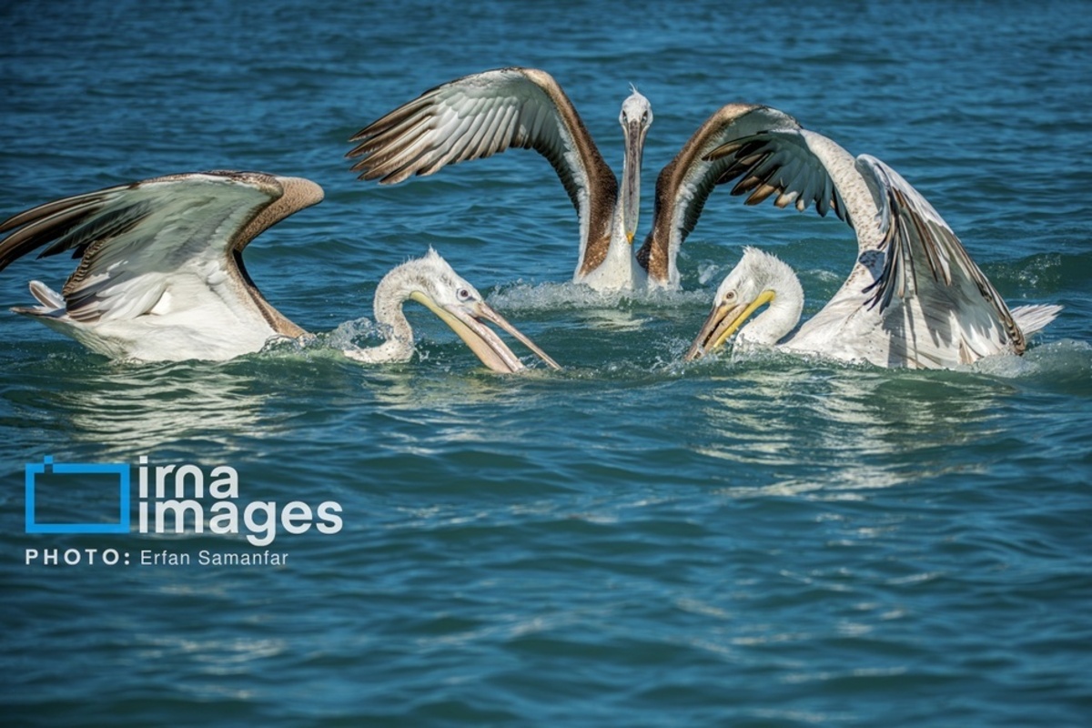 جولان پلیکان