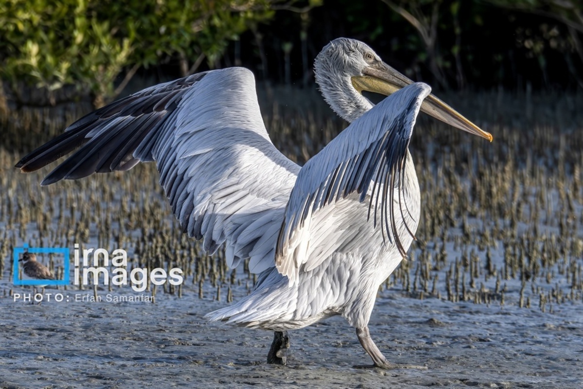 جولان پلیکان