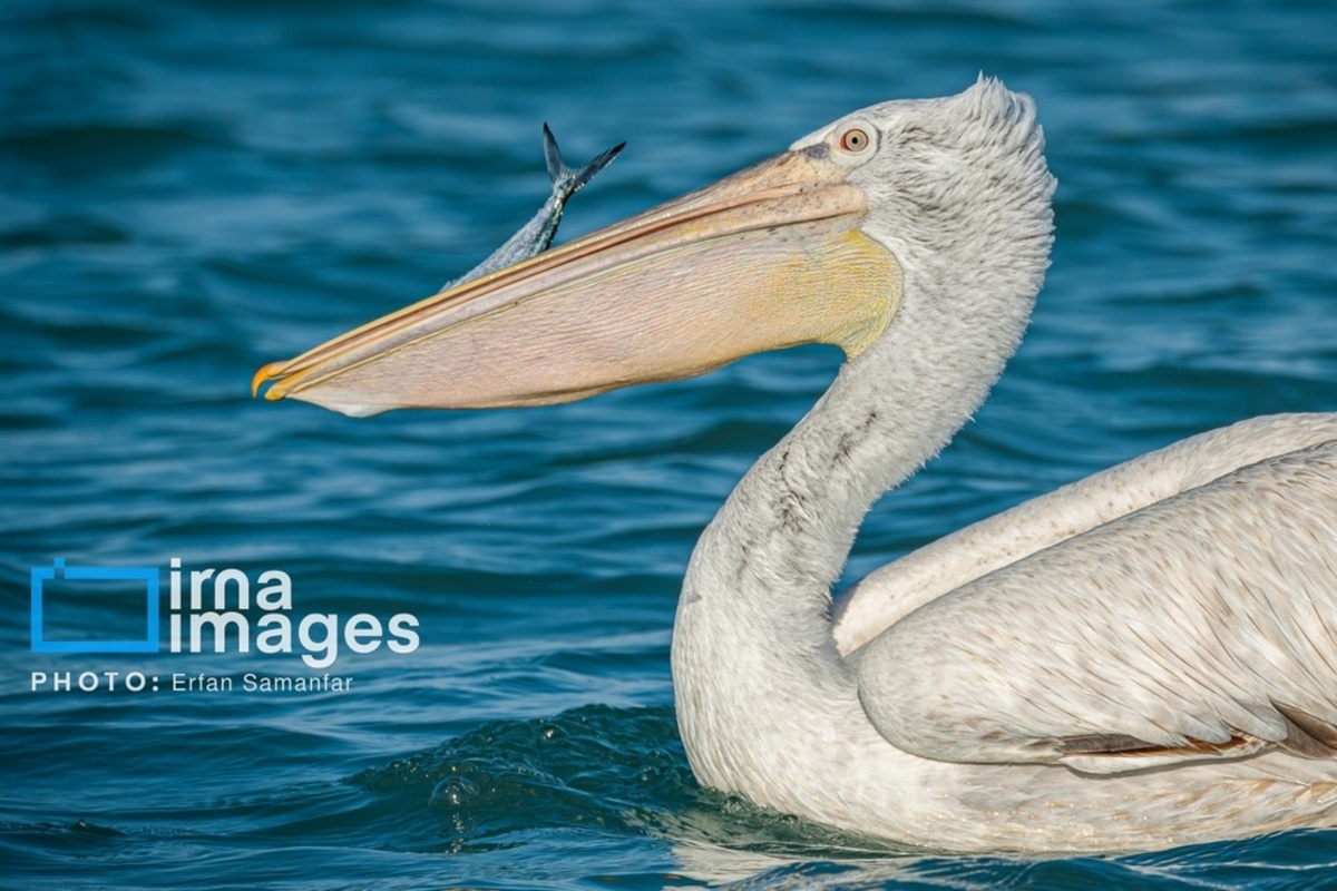 جولان پلیکان