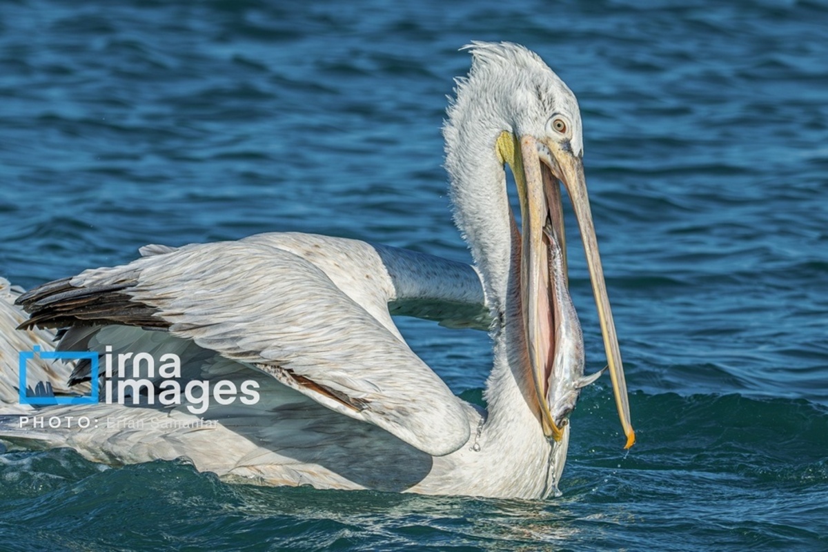 جولان پلیکان