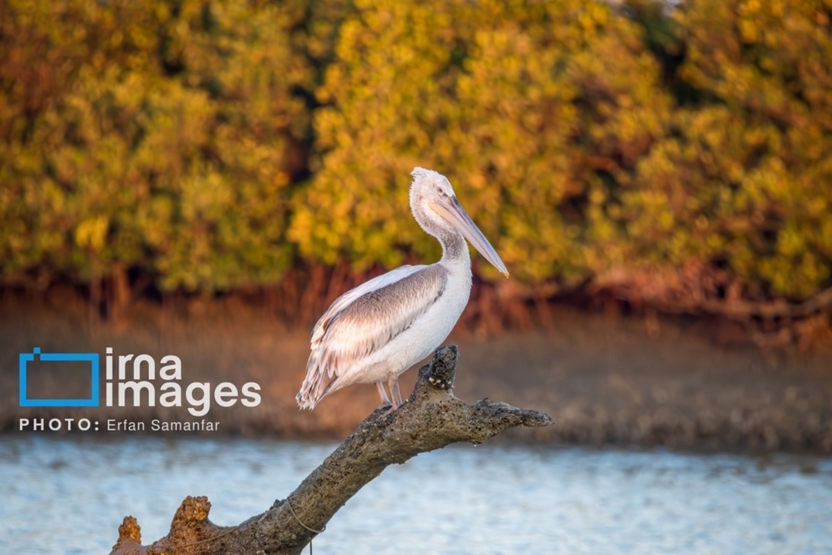 جولان پلیکان