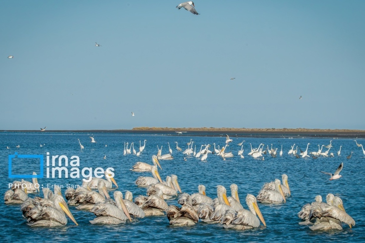 جولان پلیکان