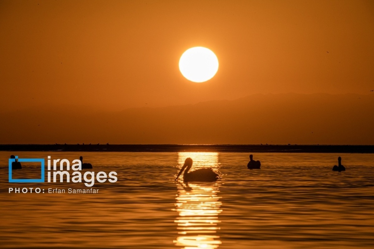 جولان پلیکان