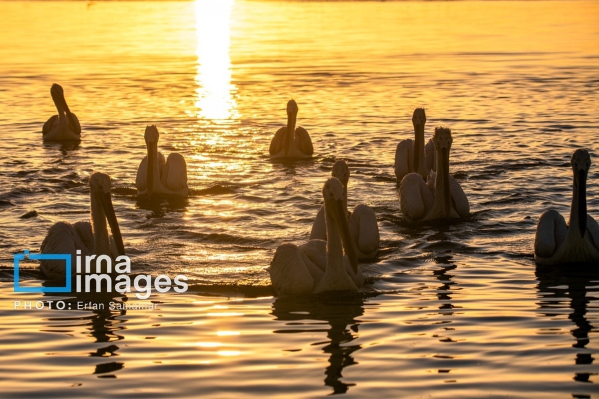 جولان پلیکان