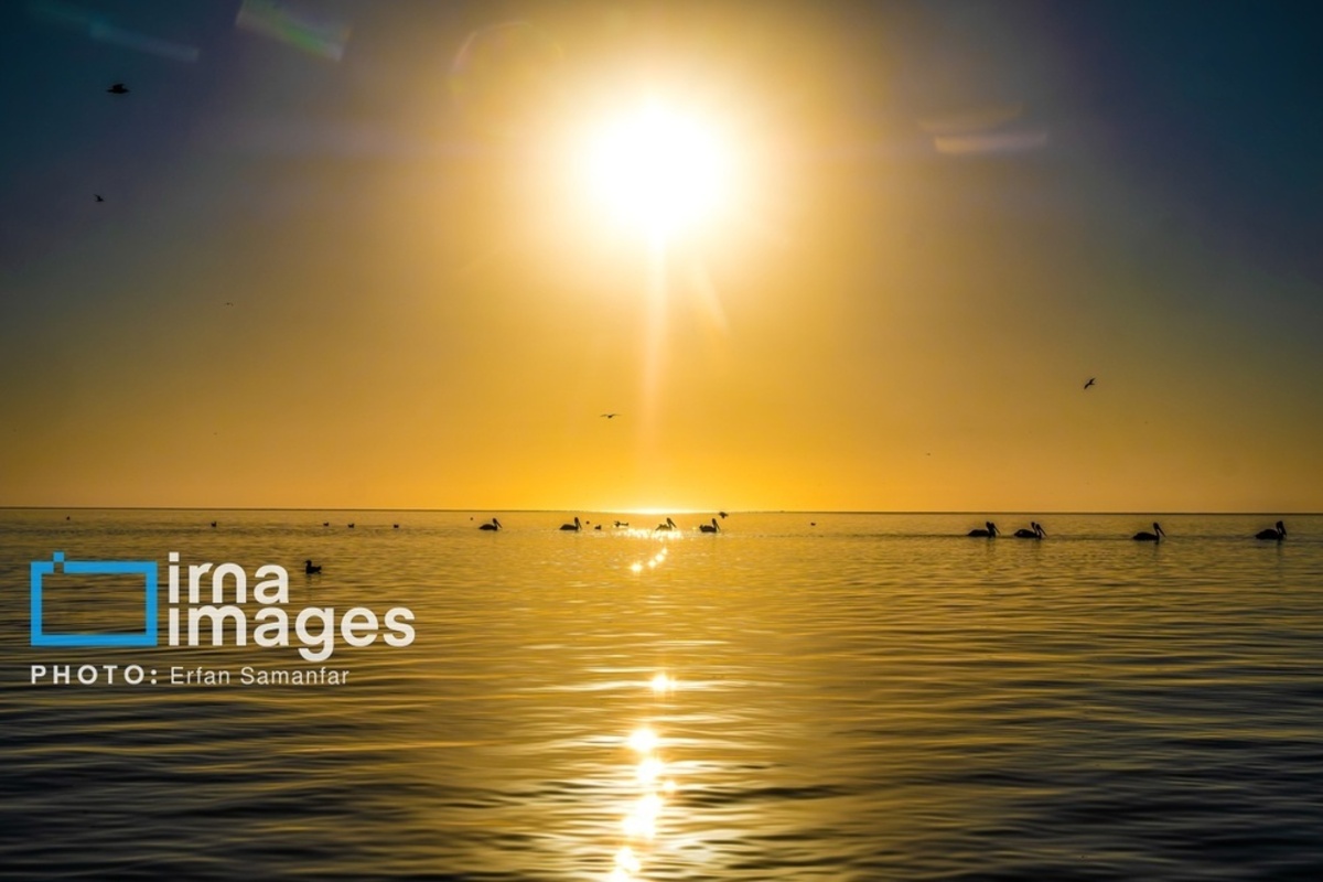 جولان پلیکان