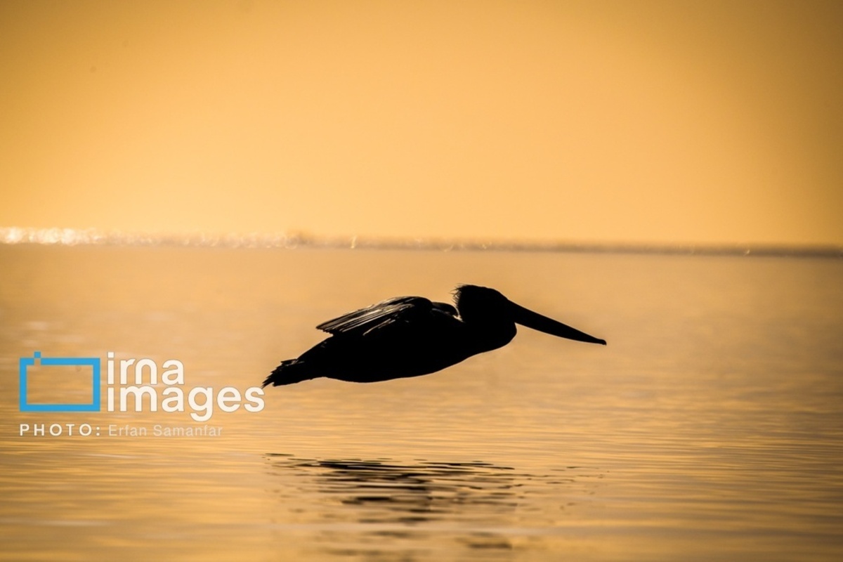 جولان پلیکان