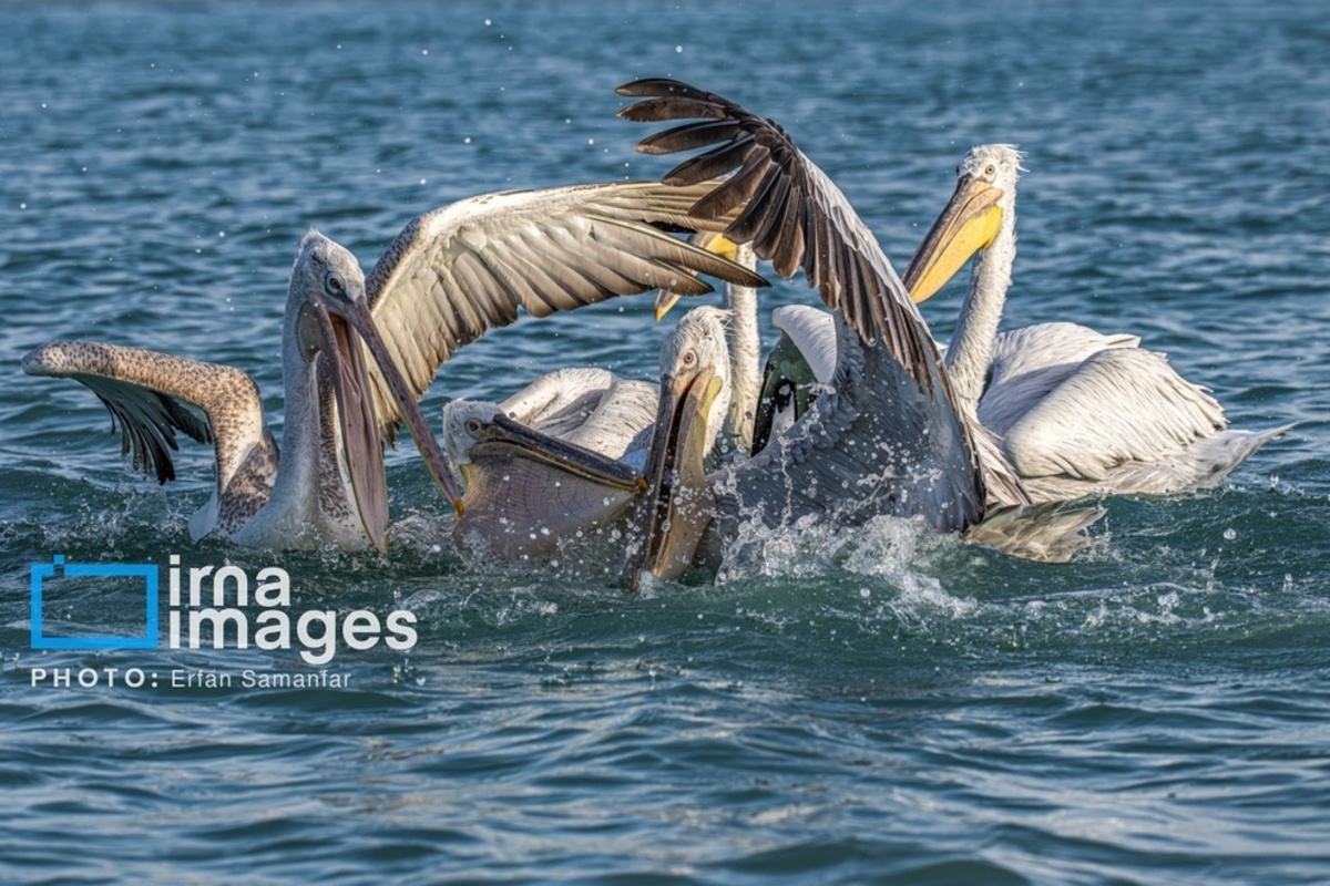 جولان پلیکان