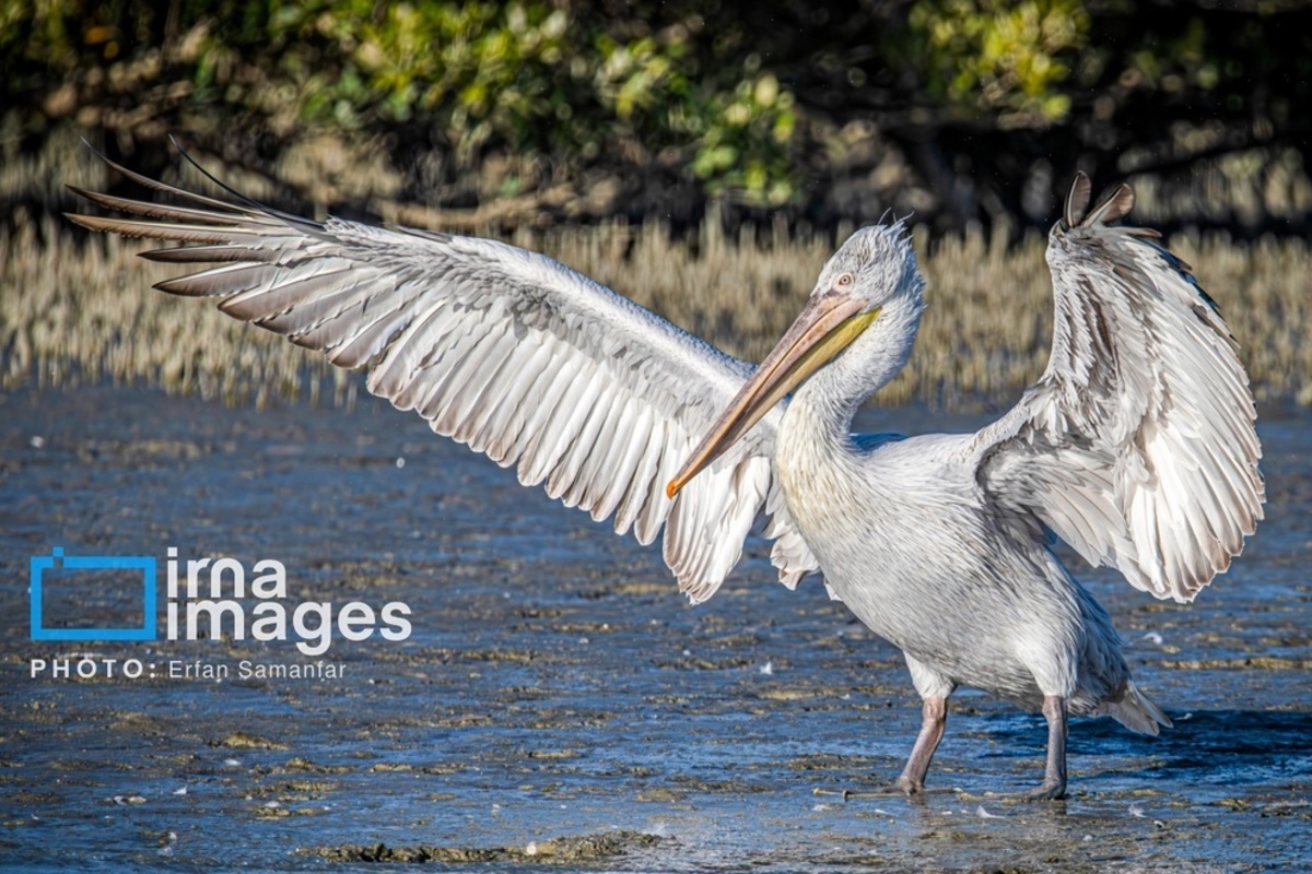 جولان پلیکان