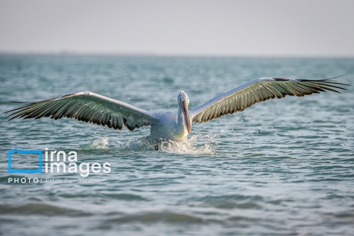 جولان پلیکان