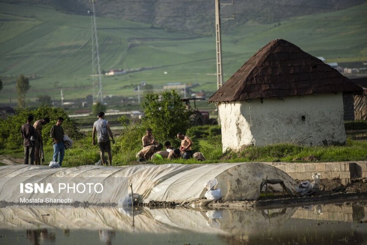 فوتبال شالیزاری مازندران