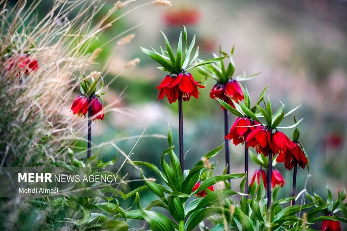 لاله‌های واژگون